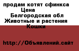 продам котят сфинкса › Цена ­ 5 000 - Белгородская обл. Животные и растения » Кошки   